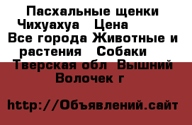 Пасхальные щенки Чихуахуа › Цена ­ 400 - Все города Животные и растения » Собаки   . Тверская обл.,Вышний Волочек г.